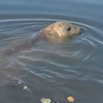 Elefante-marinho comum em regiões polares é visto em praias de Salvador