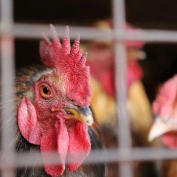 Trabalhador de granja no RS apresenta sintomas de gripe aviária