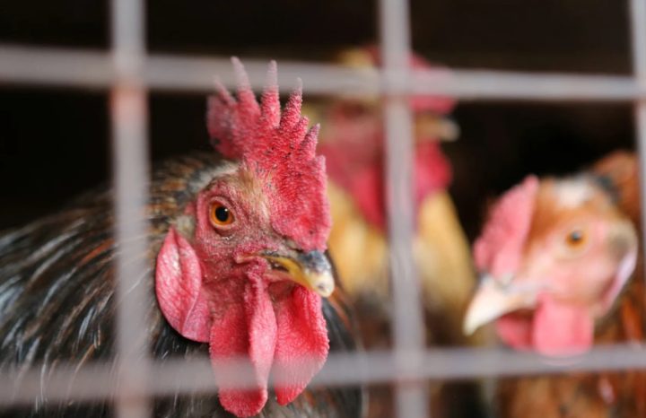 Trabalhador de granja no RS apresenta sintomas de gripe aviária