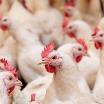 Suspeitas são descartadas e Bahia segue sem casos de Gripe Aviária