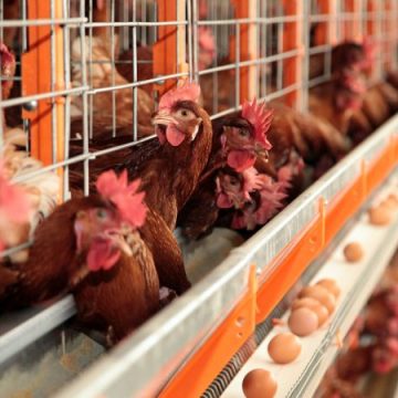 Ministério da Agricultura descarta casos suspeitos de gripe aviária em MT, SE e RS