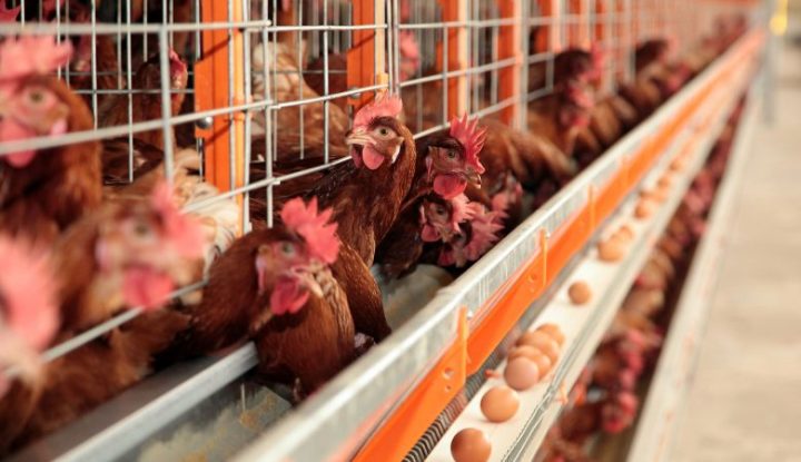 Ministério da Agricultura descarta casos suspeitos de gripe aviária em MT, SE e RS