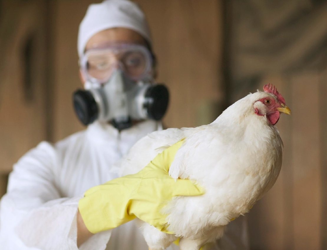 Ministério da Agricultura confirma primeiro foco de gripe aviária em granja comercial no Brasil