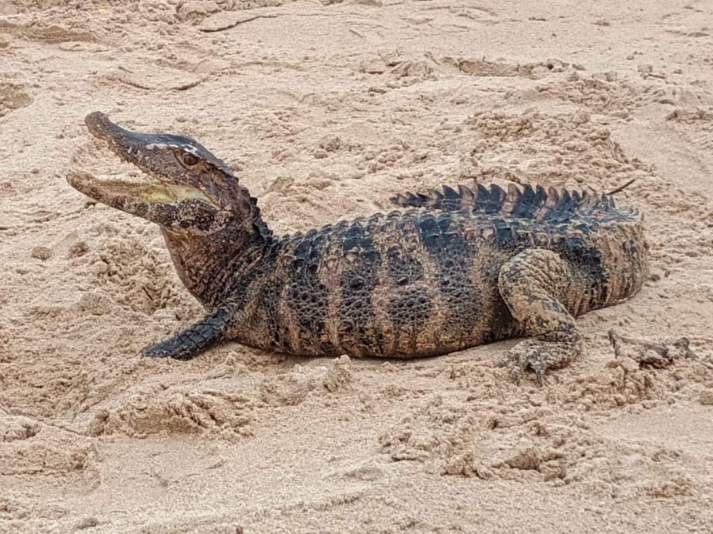 Jacaré é encontrado em praia de Salvador; veja fotos