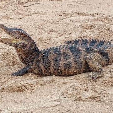 Jacaré é encontrado em praia de Salvador; veja fotos