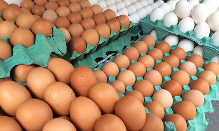Gripe aviária: MG descarta preventivamente 450 toneladas de ovos férteis vindos do RS