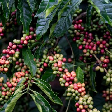 Bahia mantém liderança nas exportações agrícolas do Nordeste