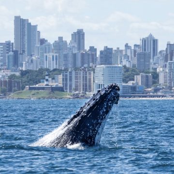 Baleias-jubarte já podem ser vistas em Salvador; temporada promete crescimento no turismo de observação