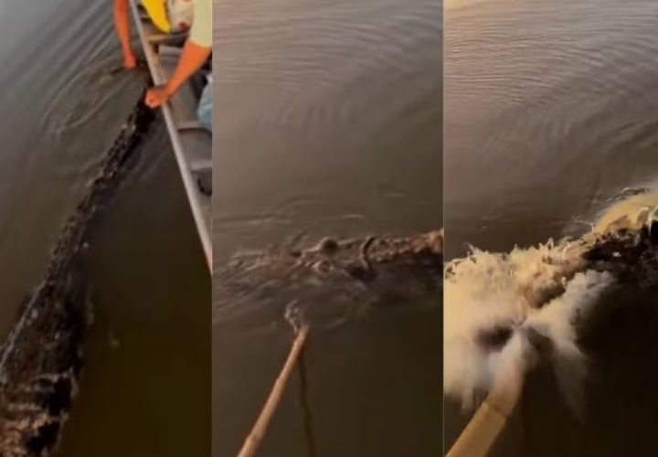Jacaré ‘ator’ se finge de morto e surpreende pescadores ao atacar canoa; veja vídeo