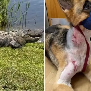 Arrastado por jacaré, cachorro sobrevive ao ‘giro da morte’ por milagre: ‘Não sei como’, disse veterinário
