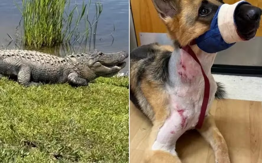 Arrastado por jacaré, cachorro sobrevive ao ‘giro da morte’ por milagre: ‘Não sei como’, disse veterinário