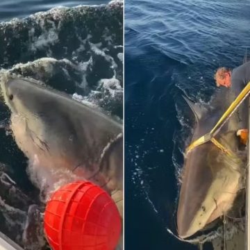Maior tubarão-branco já encontrado no Atlântico está indo em direção a balneário nos EUA