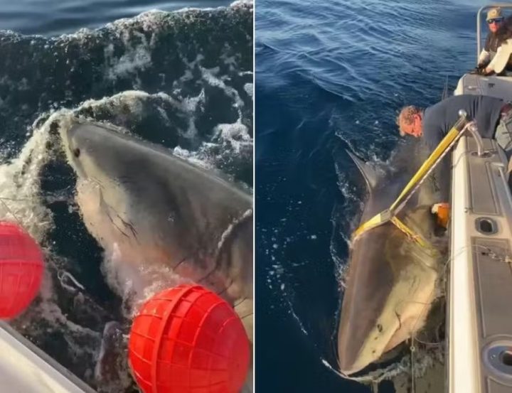 Maior tubarão-branco já encontrado no Atlântico está indo em direção a balneário nos EUA