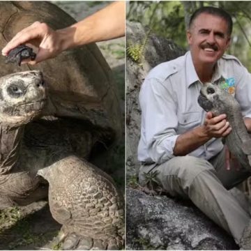 Tartaruga gigante vira pai pela primeira vez aos 135 anos