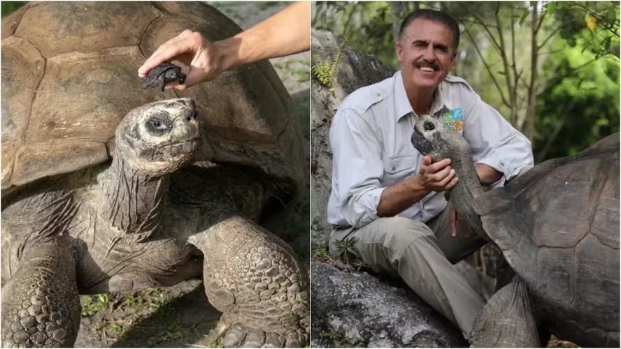 Tartaruga gigante vira pai pela primeira vez aos 135 anos