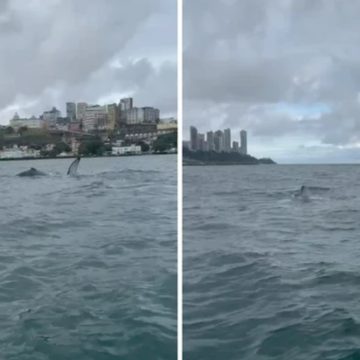 Baleias-jubarte são flagradas na Baía de Todos-os-Santos; veja vídeo