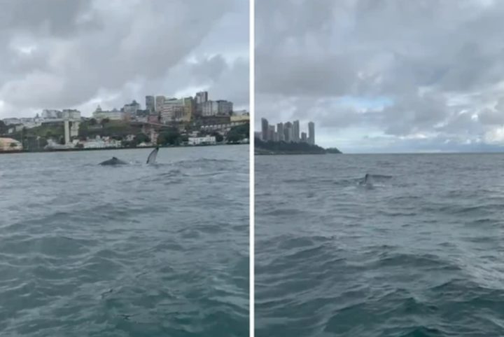 Baleias-jubarte são flagradas na Baía de Todos-os-Santos; veja vídeo