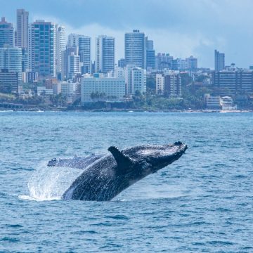 Baleias-jubarte e golfinhos protagonizam espetáculo na Baía de Todos-os-Santos