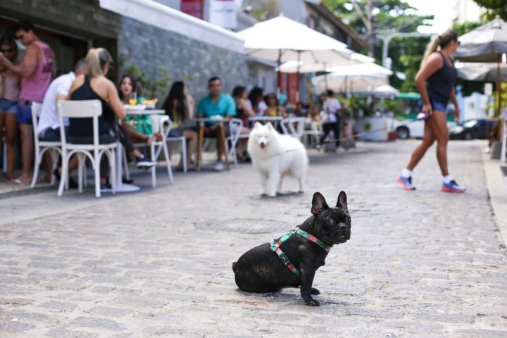 Casa Chálabi reabre no Rio Vermelho com cardápio líbano-mediterrâneo e espaço pet friendly 🐾🍽️