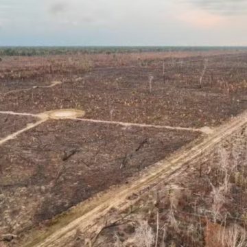 Desmatamento na Amazônia cai 30% e atinge menor nível desde 2015