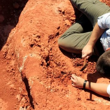 Fóssil descoberto no Brasil traz novos indícios sobre origem dos dinossauros