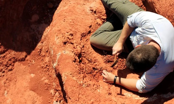 Fóssil descoberto no Brasil traz novos indícios sobre origem dos dinossauros