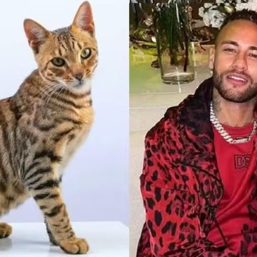 Mãe de Neymar faz apelo por gatinha da família que sumiu em Santos: ‘Necessita de cuidados especiais’