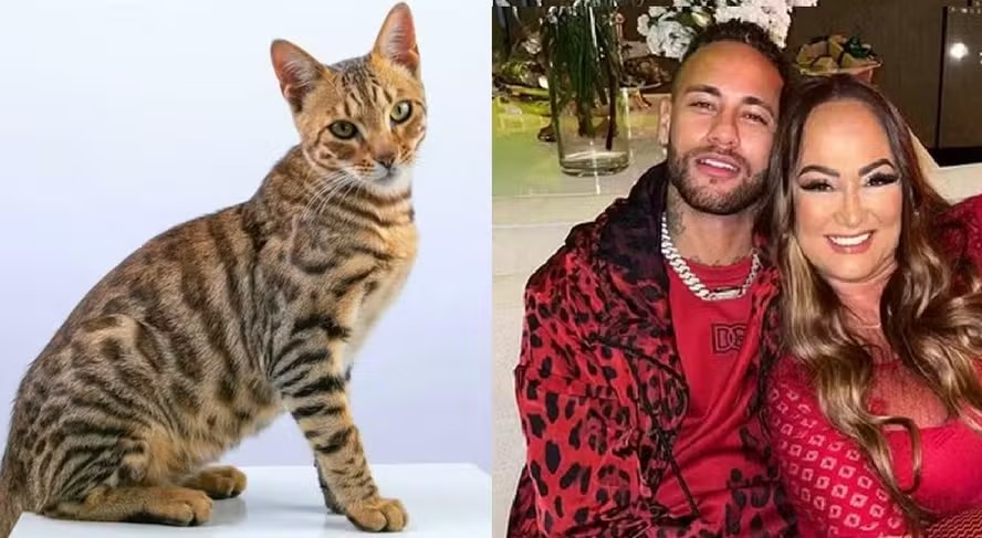 Mãe de Neymar faz apelo por gatinha da família que sumiu em Santos: ‘Necessita de cuidados especiais’