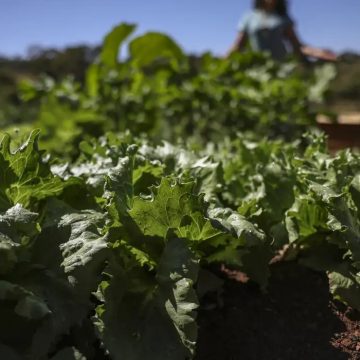 Parceria destina R$ 299 milhões para agricultura familiar na Bahia