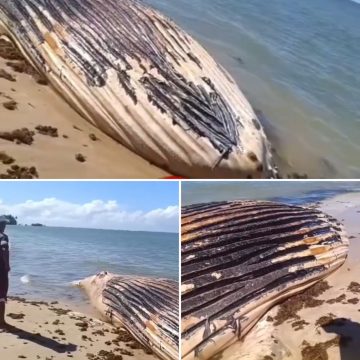 Baleia-jubarte é encontrada morta em praia de Boipeba