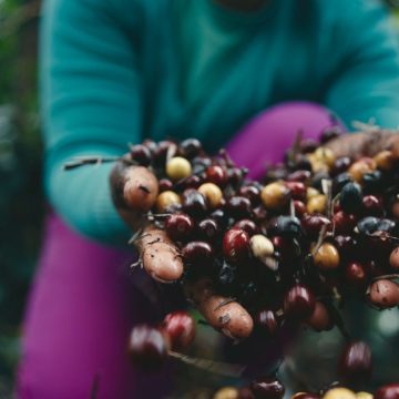 Ingressos à venda: Festival Baiano de Cafés 2025 terá degustações, palestras e mais de 70 expositores