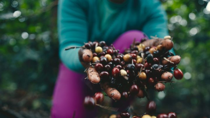Ingressos à venda: Festival Baiano de Cafés 2025 terá degustações, palestras e mais de 70 expositores