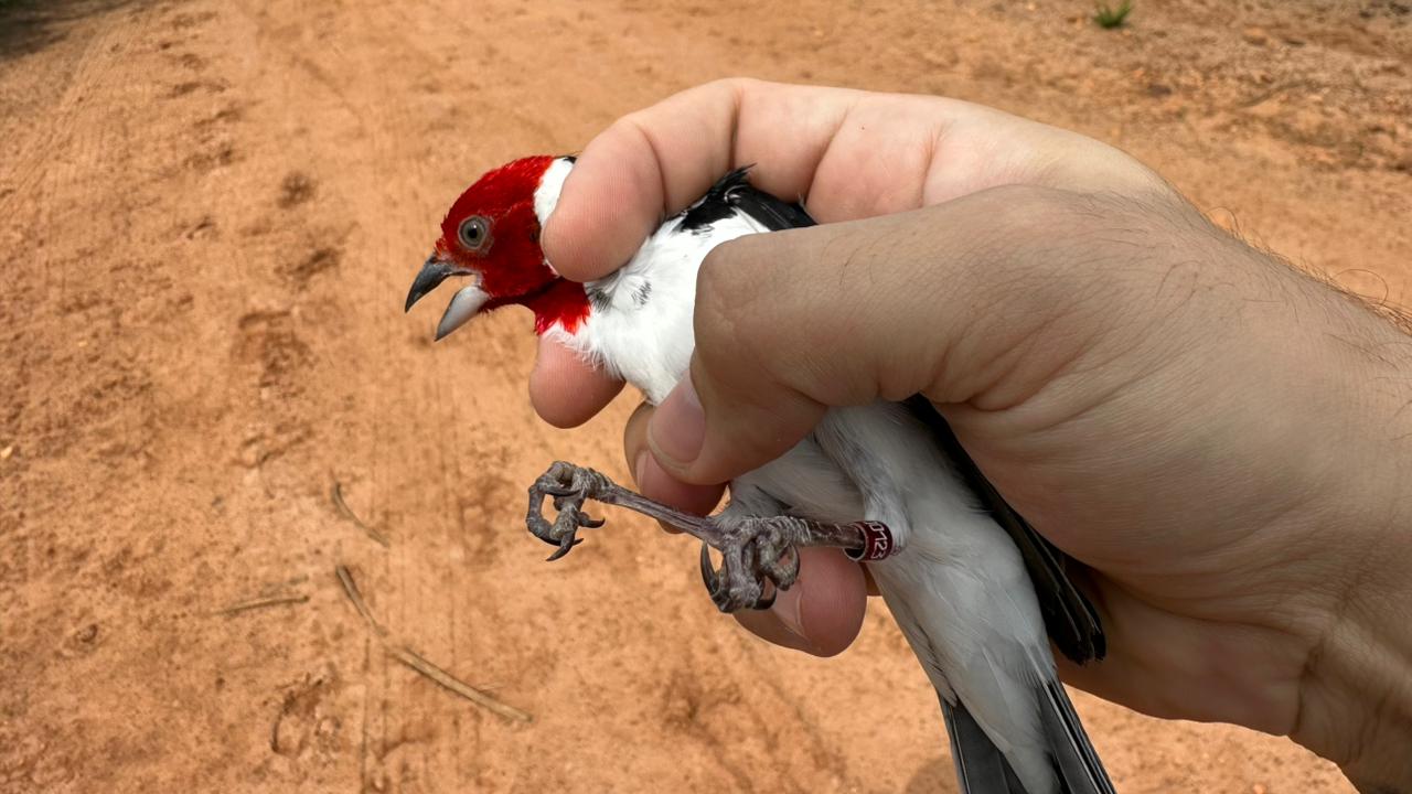Mais de 100 aves silvestres são devolvidas à natureza em reserva na Bahia