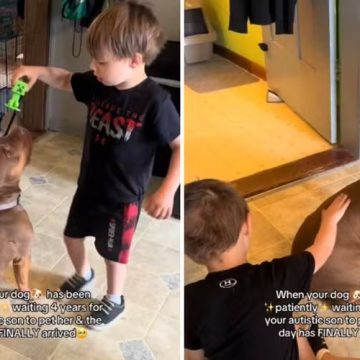 Mãe filma filho autista acariciando cadela da família pela primeira vez e emociona web: ‘Foi incrível’