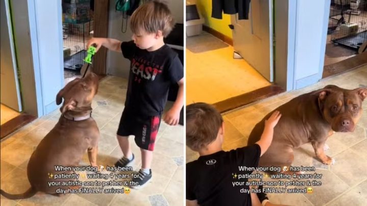 Mãe filma filho autista acariciando cadela da família pela primeira vez e emociona web: ‘Foi incrível’