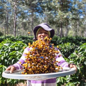Na Bahia, Rota dos Cafés Especiais do Planalto da Conquista passa por requalificação