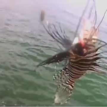 Peixe invasor com espinhos venenosos é encontrado na Bahia e deixa especialistas em alerta