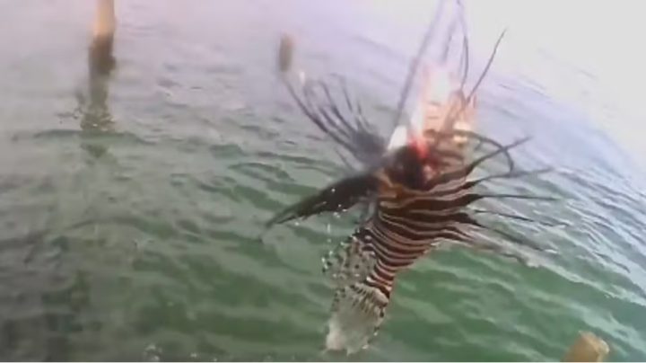 Peixe invasor com espinhos venenosos é encontrado na Bahia e deixa especialistas em alerta