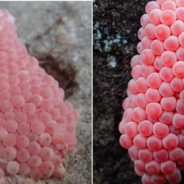 ‘Invasão alien’? Bolhas rosadas aparecem e deixam EUA em alerta