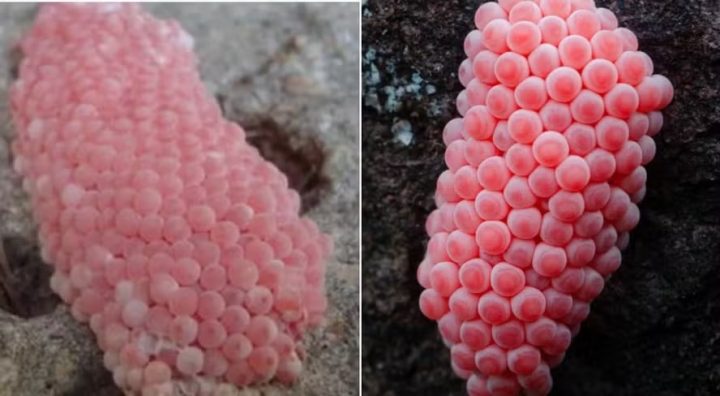 ‘Invasão alien’? Bolhas rosadas aparecem e deixam EUA em alerta