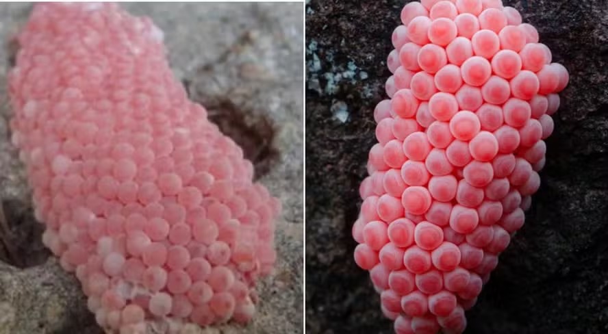 ‘Invasão alien’? Bolhas rosadas aparecem e deixam EUA em alerta
