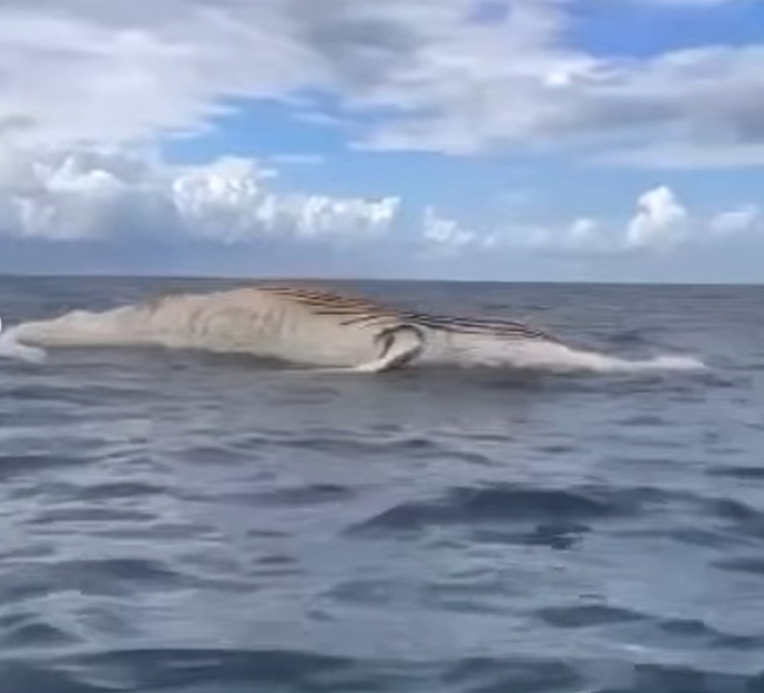 Baleia-jubarte é encontrada morta no Sul da Bahia