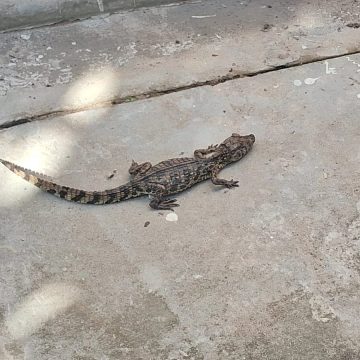 Jacaré é encontrado no metrô de Salvador