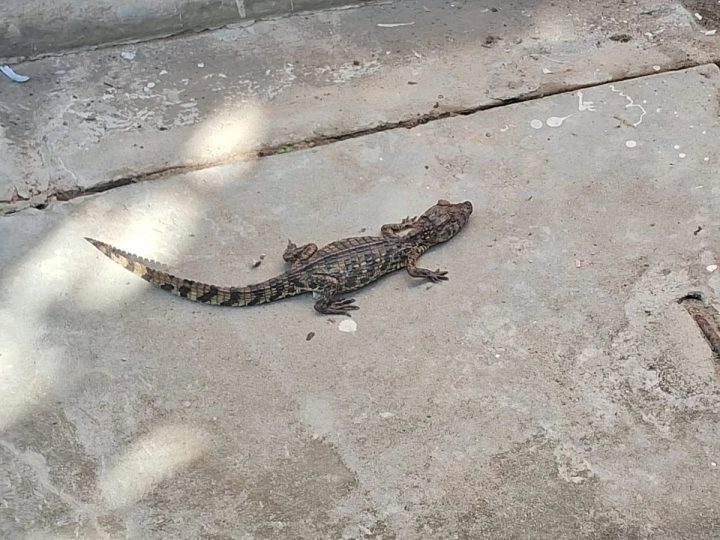 Jacaré é encontrado no metrô de Salvador