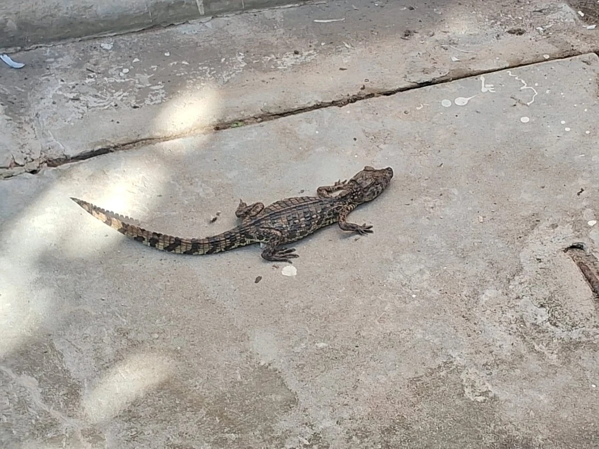 Jacaré é encontrado no metrô de Salvador