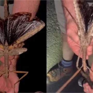 Cientistas descobrem bicho-pau gigante de 40 cm; inseto pode ser o mais pesado da Austrália