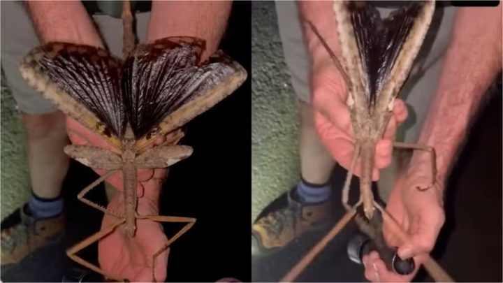 Cientistas descobrem bicho-pau gigante de 40 cm; inseto pode ser o mais pesado da Austrália