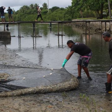 Ação ambiental retira 1,2 tonelada de medusas invasoras da Baía de Todos-os-Santos