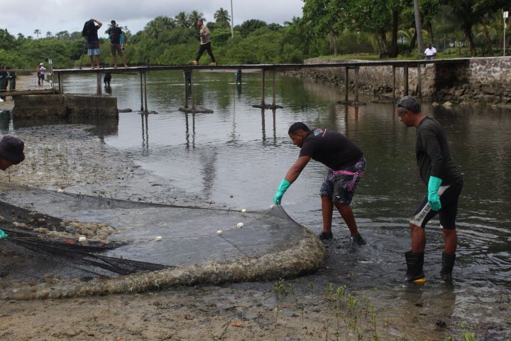Ação ambiental retira 1,2 tonelada de medusas invasoras da Baía de Todos-os-Santos