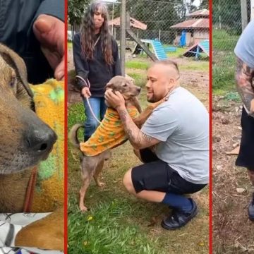 Após 13 meses separados por enchente no RS, cão e tutor têm reencontro emocionante